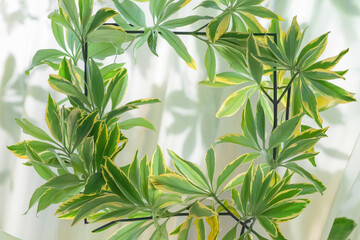 Fototapeta premium Green leaves with yellow edges form a square frame, showcasing a blank space ideal for text or logo placement. Represents freshness, nature, and growth.