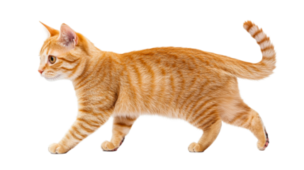 Walking orange tabby cat with stripes, domestic pet, cut out transparent
