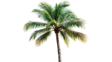 Fototapeta premium Palm tree with green leaves and brown trunk, cut out transparent