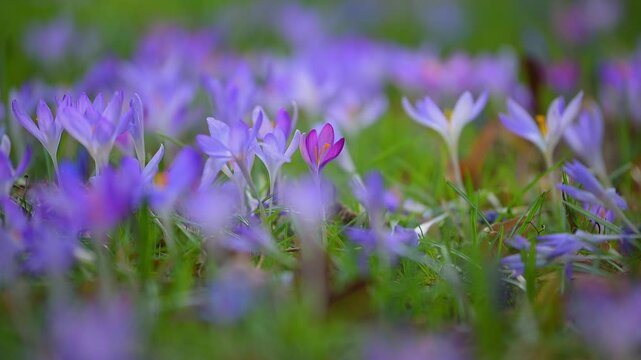 Krokus, Crocus vernus, Fr&uuml;hling, Fr&uuml;hlingsbl&uuml;her, Fr&uuml;hlingskrokus, Baden-W&uuml;rttemberg, Deutschland, Europa