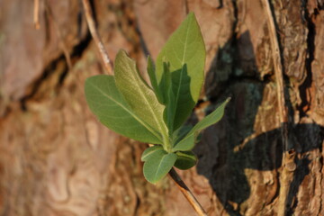plant, nature, leaf, tree, leaves, spring, growth, life, sprout, wood, forest, environment, ivy, new, desert, garden, summer, young, growing, wall, grow, closeup, texture, soil, dry