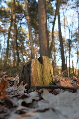 tree, nature, forest, wood, winter, snow, mushroom, trees, bark, trunk, stump, landscape, woods, autumn, white, pine, green, cold, branch, natural, brown, fungus, plant, outdoors, spring