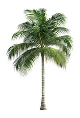 PNG Palm Tree tree palm illustration.