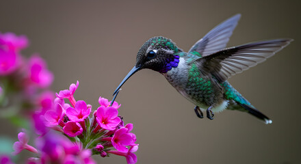 Obraz premium Emerald Violetear hummingbird gracefully sips nectar from vibrant pink blossoms