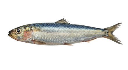 Obraz premium Fresh fish image commercial use