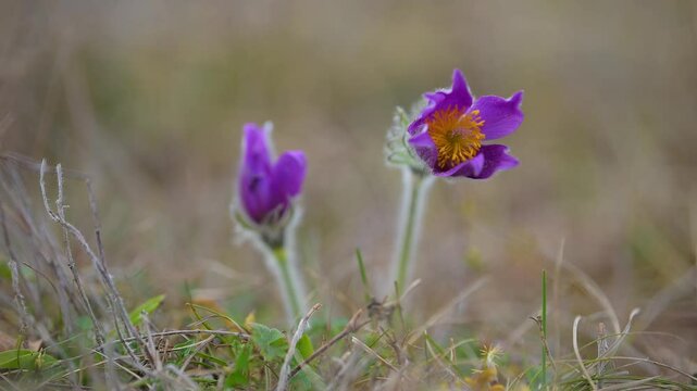 K&uuml;chenschelle, Pulsatilla vulgaris, Fr&uuml;hling, Werbach, Taubertal, Baden-W&uuml;rttemberg, Deutschland Europa