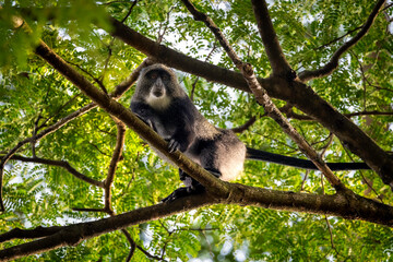 blue vervet monkey
