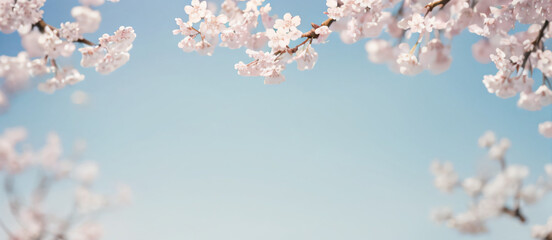 "Beautiful cherry blossoms in full bloom with a serene mountain backdrop—perfect for spring-themed designs, nature scenes, and seasonal promotions."