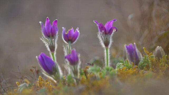 K&uuml;chenschelle, Pulsatilla vulgaris, Fr&uuml;hling, Werbach, Taubertal, Baden-W&uuml;rttemberg, Deutschland Europa
