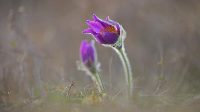K&uuml;chenschelle, Pulsatilla vulgaris, Fr&uuml;hling, Werbach, Taubertal, Baden-W&uuml;rttemberg, Deutschland Europa