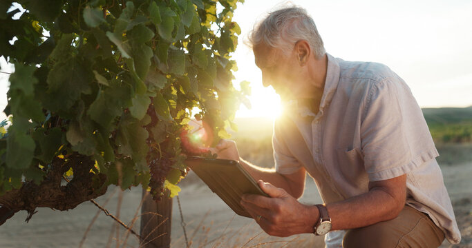 Inspection, vineyard and senior man with tablet, agriculture and digital app for quality control. Farming, business owner and mature person with tech, inventory and harvest with industry and research