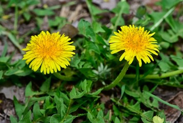 Yellow flowers that grow naturally in nature. Dandelion photos.
