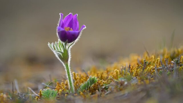 K&uuml;chenschelle, Pulsatilla vulgaris, Fr&uuml;hling, Werbach, Taubertal, Baden-W&uuml;rttemberg, Deutschland Europa