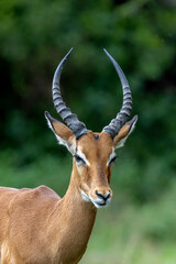 Naklejka premium close up of a male impala
