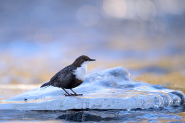 White-throated dipper (Cinclus cinclus) in river in winter