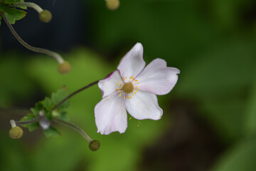 Obraz premium Budding and Blooming Japanese Anemone in a Garden