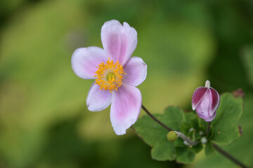 Fototapeta premium Beautiful Flowering Japanese Anemone Blooming in a Garden