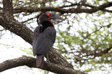 great southern hornbill