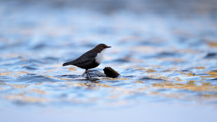 White-throated dipper (Cinclus cinclus) in river in winter