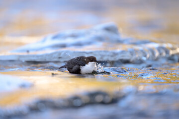 White-throated dipper (Cinclus cinclus) in river in winter