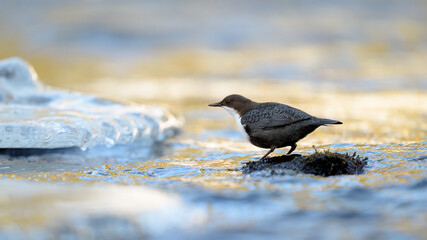 White-throated dipper (Cinclus cinclus) in river in winter