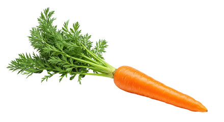 Isolated Carrot with Green Top