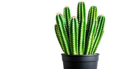Cactus plant with green stems in black pot, isolated on black, cut out transparent