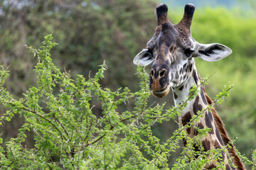 giraffe in lake manyara np
