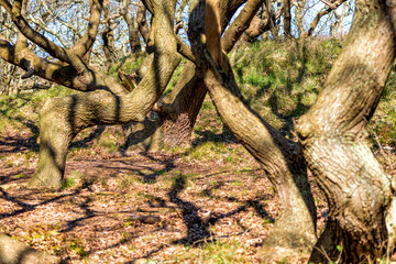 Tanzende Bäume im Naturpark De Manteling zwischen Domburg und Oostkapelle in den Niederlanden