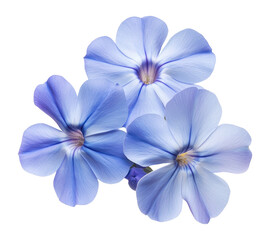 PNG Blue Phlox flowers petals blue arrangement.