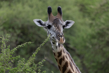 giraffe in lake manyara np