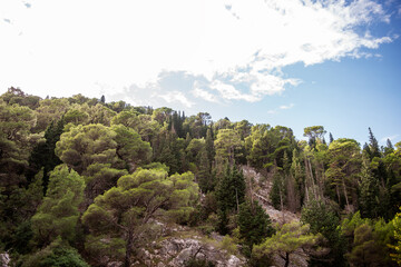 Bright sunlight illuminates the vibrant green canopy of a dense forest, creating a picturesque...