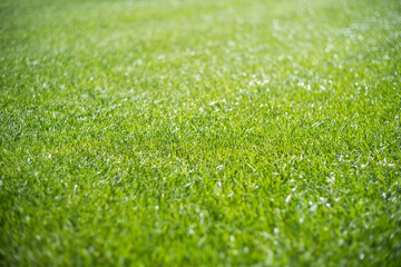 Beautiful lawn - grass during sunny summer day