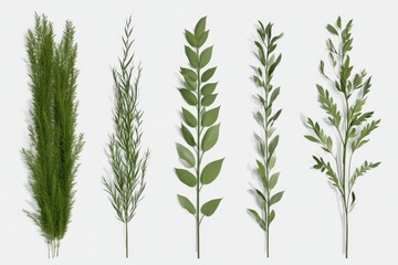 Fototapeta premium Collection of green plant stems and leaves. Realistic botanical illustrations isolated on a light gray background. Diverse foliage styles