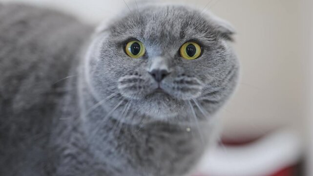 Emotional Scottish Fold cat hisses in defense, wide yellow eyes and open mouth.