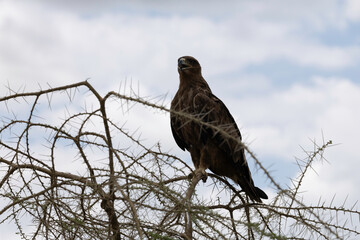eagle in serengeti