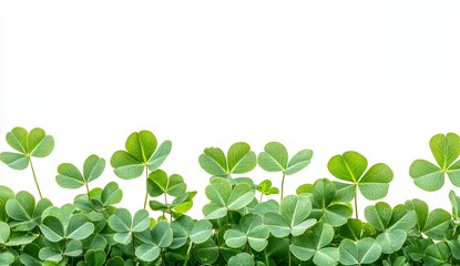 Obraz premium Lush Green Clover Leaves Border Isolated on White Background Perfect for St Patrick s Day