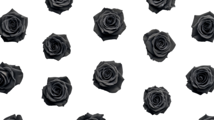 Dark rose pattern background, floral blossom design concept, cut out transparent