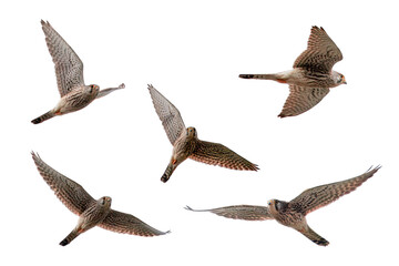 飛翔するチョウゲンボウの切抜き画像