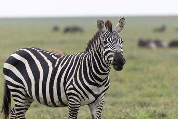 zebra in the wild