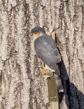 An alert adult Sharp-shinned Hawk perched up close to a tree trunk