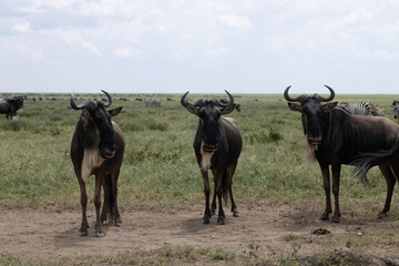 wildebeest in the savannah