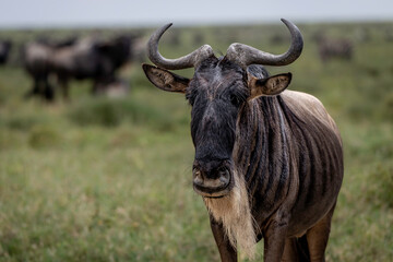 wildebeest in the savannah