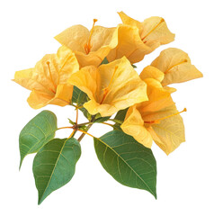 Naklejka premium PNG Yellow Bougainvillea flowers leaves leaf bougainvillea.