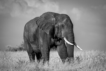 Naklejka premium elephant in serengeti
