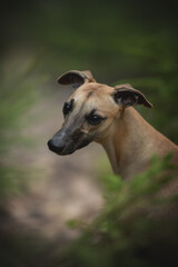 A whippet dog stands alert on a forest trail, surrounded by lush greenery. Its sleek body and keen expression reflect the breed's agility and strong hunting instincts as it explores the wild nature