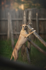 A whippet dog stands confidently on a wooden fence in a lush forest setting. The sun filters...