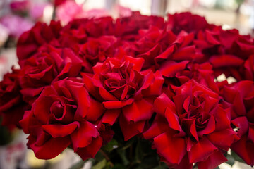 luxury bouquet of fresh red roses, closeup