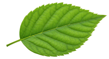 Isolated Green Leaf
