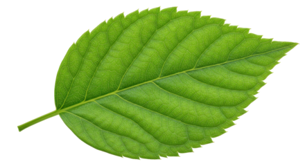 Isolated Green Leaf